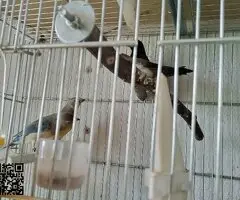 Se cede diamante de gould y isabelitas - 2