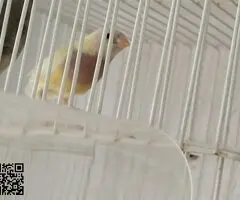 Se cede diamante de gould y isabelitas - 3