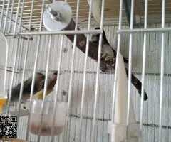 Se cede diamante de gould y isabelitas - 4