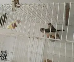 Se cede diamante de gould y isabelitas - 5