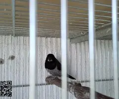 Se cede diamante de gould y isabelitas - 6