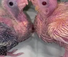 Ninfa papillera cremina / lutina - 3