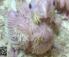 Ninfa papillera cremina / lutina - 2