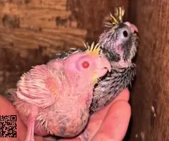 Ninfa papillera cremina / lutina