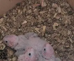 Pyrrhura Papillera - 2