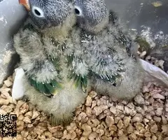 Agapornis personata papilleros