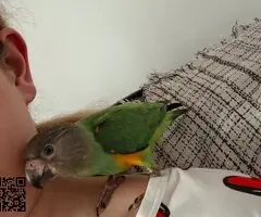 You you hembra jovencita - 2