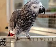 Loros grises africanos
