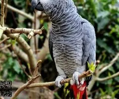 Loros grises africanos - 2