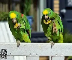 Pair of Yellow Crown Amazon Parrots