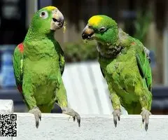 Pair of Yellow Crown Amazon Parrots - 2