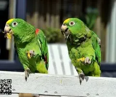 Pair of Yellow Crown Amazon Parrots - 3