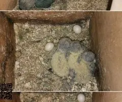 Agapornis papilleros