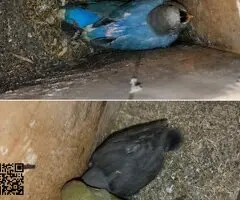 Agapornis papilleros - 2