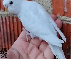 Periquitos