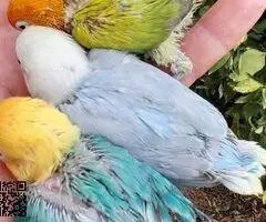Agapornis papilleros máxima calidad