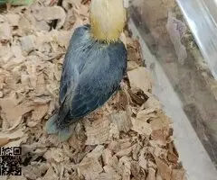Agapornis papilleros máxima calidad tfl 644612408 - 2