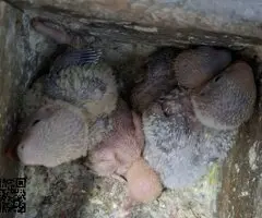 Agaporni papillero