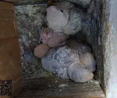 Agaporni papillero - 2