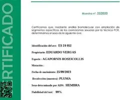 Agaporni - 3