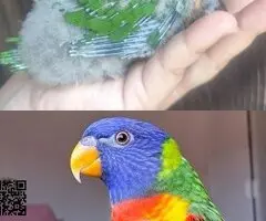 Loris arcoiris