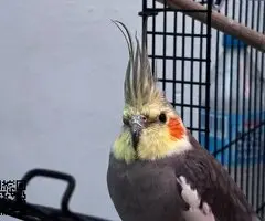 Cacatúa Ninfa