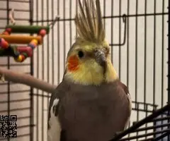 Cacatúa Ninfa - 2