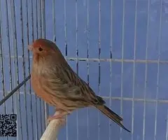 Canarios
