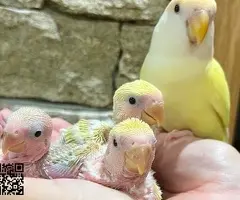 Agapornis papilleros