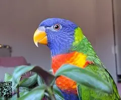 Loro arcoiris - 2