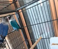 Agapornis personata