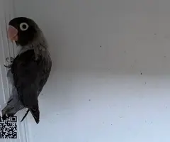 Agapornis personata - 2