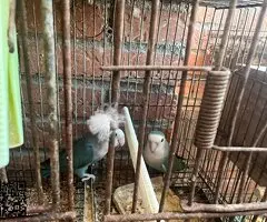 agapornis