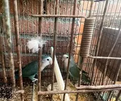 agapornis - 3