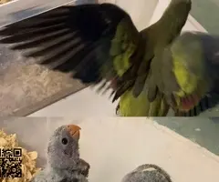 Loros de roca papilleros