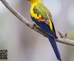 Loros de roca papilleros - 2