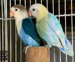 Agapornis adultos
