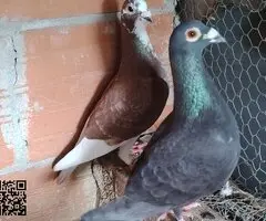 Palomas mensajeras