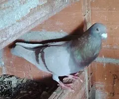 Palomas mensajeras - 2
