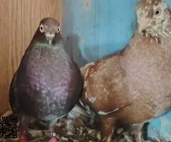 Pareja paloma vol catala