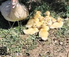 Pato mudo