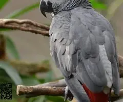 Venta de loros grises africanos y guacamayos