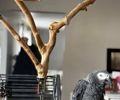 ,Loro gris africano disponible
