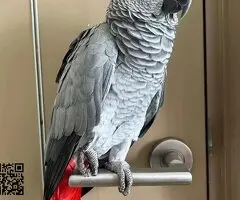 ,Loro gris africano disponible - 2