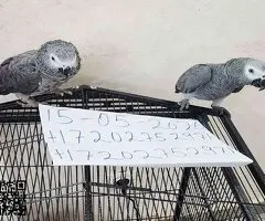 Hermoso Loro Gris Africano disponible 🦜