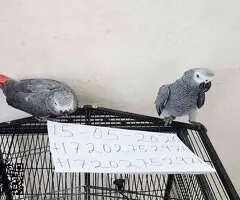 Loro Gris Africano en excelente condición 🦜