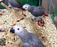 Loros grises africanos en venta - 4
