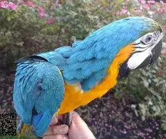 Blue and Gold Macaw available for Rehoming