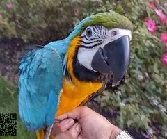 Blue and Gold Macaw available for Rehoming - 2