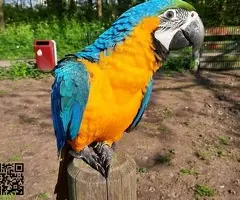 Blue and Gold Macaw available for Rehoming - 3